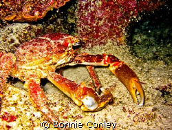Crab seen on a night dive in Grand Cayman.  Photo taken A... by Bonnie Conley 